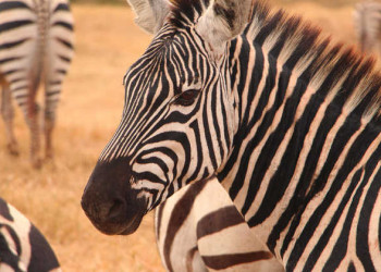 Zebraherde im Ngorongoro