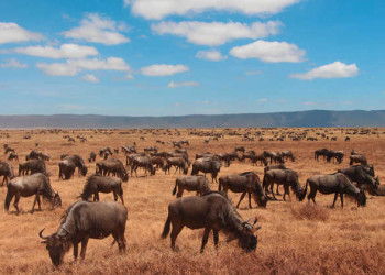 Gnuherde im Ngorongoro
