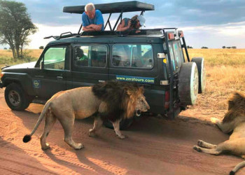 Löwen in der Serengeti 