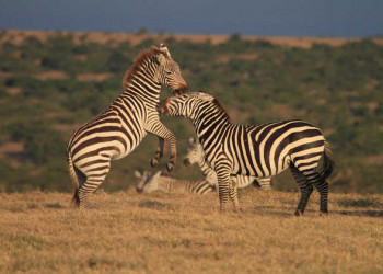 Zebras beim Kampf 
