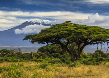 Kilimanjaro 