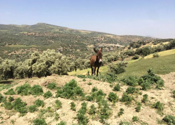 Esel im mittleren Atlas 