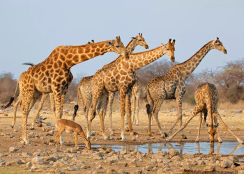 Giraffenherde am Wasserloch im Etosha