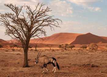 Imposante Oryxantilope in der Namib