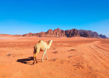 Kamel im Wadi Rum 
