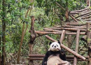 Pandabär in der Aufzucht