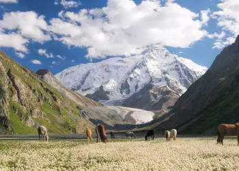 Wildpferde bei Karakol 