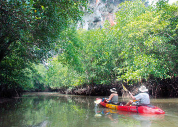 Kanuausflug durch Mangrovenwald 
