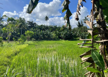 Wanderung durch Reisterrassen 