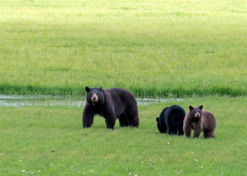 Bären im Clearwater Nationalpark 