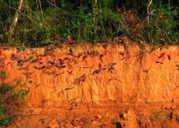 Papageien bei Tambopata 