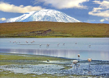 Flamingolagune in Bolivien 