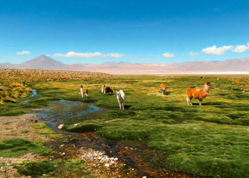 Unterwegs zwischen den Flamingo