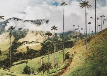 Cocora Valley 