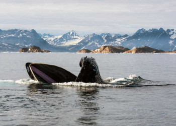 Wal vor der Küste Ostgrönlands 