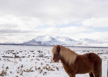 Island Pferd 