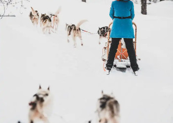 Huskyschlitten