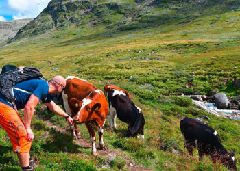 Treue Begleitung auf Norwegens Hirtenpfaden 