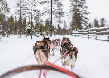 Mit Grönlandhunden durch Schwedens winterliche Weiten 