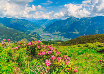 Alpenrose mit Blick auf Bad Hofgastein 