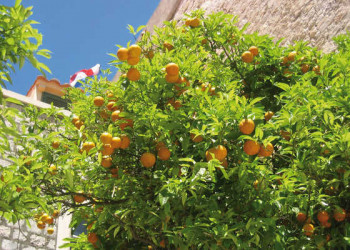 Orangenbaum 