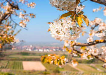 Kirschblüte in Breisach am Rhein 