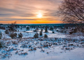 Die Lüneburger Heide imWinter 