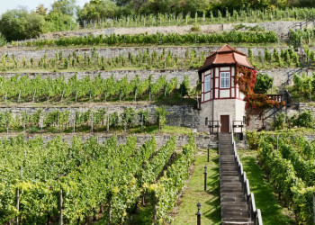 Weinberg bei Freyburg 