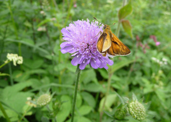 Wiesenblumen 