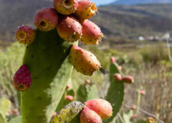 Kaktus bei Santiago del Teide 