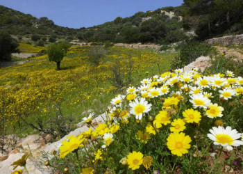 Blumenpracht 