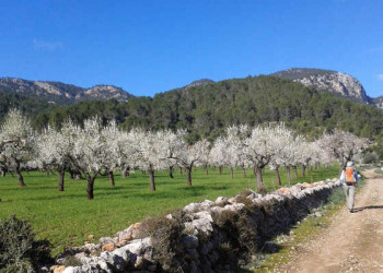 Mandelblüte auf Mallorca 