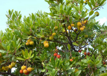 Erdbeerbaum (Medronho) 