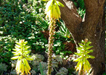 Aloe Vera 