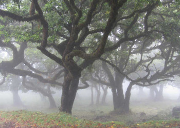 Lorbeerbäume im Nebel 