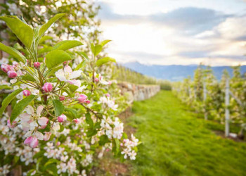 Apfelblüte in Südtirol 