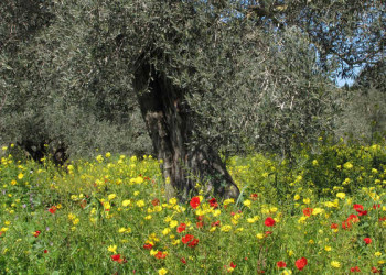 Frühling im Olivenhain 