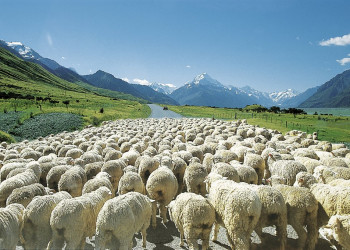 Schafherde in Neuseeland