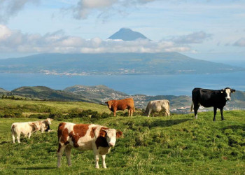 Die Natur auf den Azoren ist einzigartig