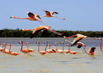 Flamingos auf der Spur im Biosphärenreservat Rio Lagartos