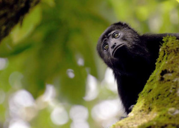 Meistens hört man sie nur - die Affen im Dach des Dschungels von Guatemala