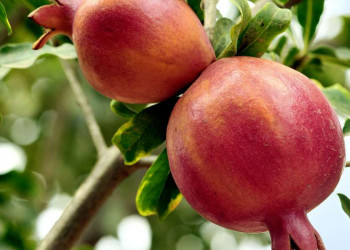 In Israel sehr beliebt als Saft - Granatäpfel