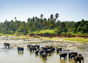 Elefantenherde in Sri Lanka in einem Wasserloch