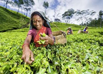 Pflückerin auf einer Teeplantage in Sri Lanka