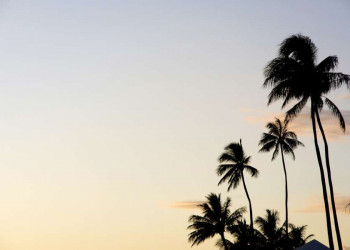 Palmen auf Hawaii im Abendlicht