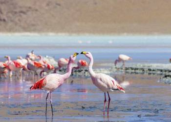 Flamingos am Salar de Atacama in Chile