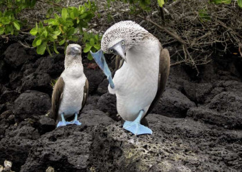 Blaufußtölpel auf den Galápagos-Inseln