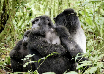 Herzberührend - frei lebende Gorillas im Bwindi-Nationalpark