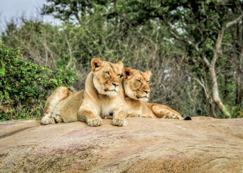 Zwei Löwen im Krüger-Nationalpark in Südafrika