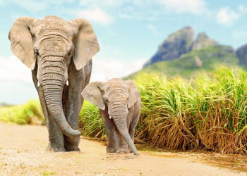 Auf Safari zu den Elefanten im Addo-Nationalpark